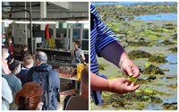 Visites au coeur des huîtres, jumelées d'une Escap'Algues iodée ! à Cancale