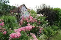 Jardins de roses, d'abeilles et de groseilles : Le Jardin des Cardamines à Reichshoffen