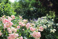 Jardins de roses, d'abeilles et de groseilles : Les Jardins de Michèle à Bitschhoffen