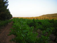 Le printemps de Minna - Tout connaitre du métier de vigneron à Saint-Cannat