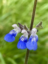 « Accueillir la biodiversité en jardin sec et en verger inondable » à Éternoz-Vallée-du-Lison