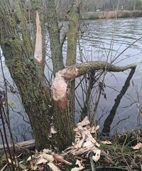 Le retour du Bièvre sur la Lys à Comines