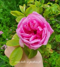 Visite découverte du Jardin parfumé et de la Bulle à Parfums à Darbonnay