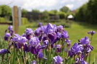 Visite du jardin de Pline l'Ancien à Chassenon