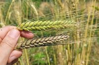 Du blé au pain, remontez le temps ! à Mornant