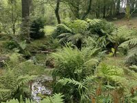 Découverte d'un jardin jungle à Taron-Sadirac-Viellenave