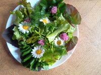 Le potager insolite aux plantes musiciennes à Sainte-Livrade-sur-Lot