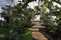 Exposition régionale de bonsaï dans les serres municipales à La Rochelle