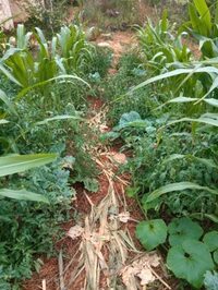 Atelier syntropie à Le Vigan