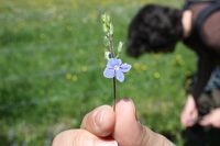 Les plantes et les bords des chemins à Boult-aux-Bois