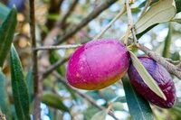 Concours photo à Alès