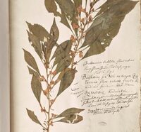 Séminaire CRIHAM  "Les herbiers annotés de Paul Herman" à Limoges