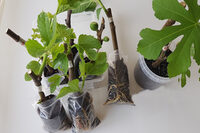 Une bouturothèque à ma médiathèque d'Entressen à Istres