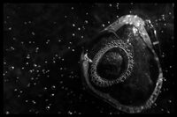 Exposition photos à Gérardmer