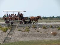 Balade attelée à Port-Bail à Port-Bail-sur-Mer