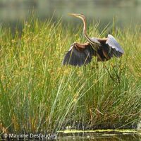 Exposition "La Manche, à battement d'ailes" à Lessay