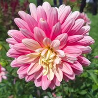 Promenade les Salles des Ventes Drouot/ les Passages Couverts / Palais Royal à Paris 9e