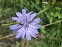 Promenade Nature : Le Tour du Parc Floral à Vincennes