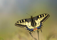Le jour des papillons à Pau