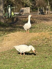 Rando douce à Servon