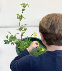Initiation à l'ikebana à La Rochelle