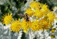 Du pollen plein les pattes... Insectes pollinisateurs du jardin Villemin à Paris 10e