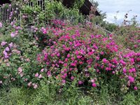 Collection et pépinière de roses au sein d'un verger conservatoire à Ruoms