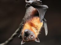 Nuit de la chauve souris à Pont-l'Évêque