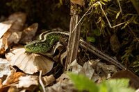 Les reptiles du Grand-Est à Boult-aux-Bois