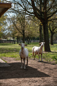 Découverte de la ménagerie Saint-Baudile à Neuilly-sur-Marne