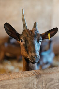 Pâques en famille à La Ferme de Clossy à Lailly-en-Val