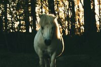 Rencontres Cultive Ta Science - médiation animale à Saint-Céré