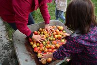 Pressons ! Pressons ! à Barenton