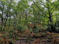 Aux couleurs de l'automne à Saint-Georges-de-Rouelley