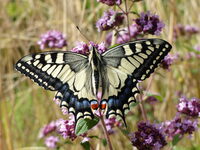 En'quête d'insectes ! à Saint-Georges-de-Rouelley
