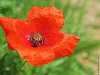 EXPOSITION PAYSAGES ET BIODIVERSITE à Montpeyroux