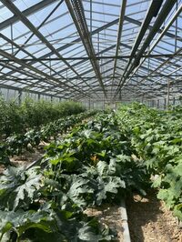 Légumes solidaires : de la graine à l'assiette à Guyancourt