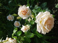 Un parcours fabuleux au sein du parc floral à Jâlons