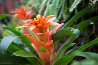 La serre tropicale des Antilles de Jonzac à Jonzac