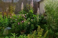 Visite découverte d'un petit jardin de plantes aromatiques, comestibles, médicin à Les Gonds