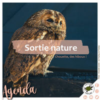 Chouette, des hiboux ! à Floirac