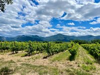 BALADE EN SOLEX ET DEGUSTATION DE VINS à Palau-del-Vidre