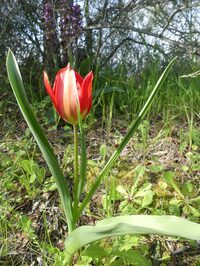 Sortie botanique : Les messicoles de Luynes à Aix-en-Provence