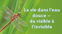La vie dans l’eau douce – du visible à l’invisible à Marseille 1er