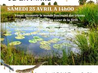 Tritons, les dragons de la mare à Le Val-d'Ajol