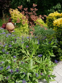 Visite au jardin à Sebourg
