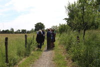 Jardins de roses, d'abeilles et de groseilles : Le chemin des herbes folles à Gundershoffen