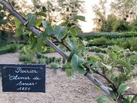 Visite didactique du verger conservatoire à Billom
