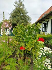 Visite des Deux Jardins et expo de bonsaï à Esquelbecq