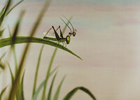 La princesse, l'ogre et la fourmi | Ciné-Minot à Arles